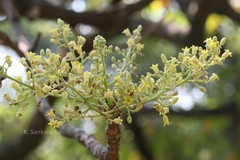 Garuga pinnata